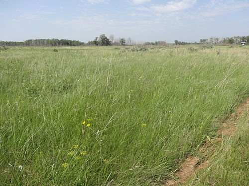 Northern Tallgrass Prairie